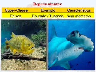 Representantes:
Peixes
Super-Classe Exemplo Característica
Dourado / Tubarão sem membros
 