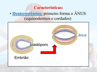 Características:
Características:
ânus
blastóporo
Embrião
• Deuterostômios: primeiro forma o ÂNUS
(equinodermos e cordados)
 