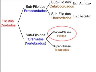 Sub-Filo dos
Cefalocordados
Filo dos
Cordados
Sub-Filo dos
Urocordados
Sub-Filo dos
Craniados
(Vertebrados)
Super-Classe
Peixes
Super-Classe
Tetrápodes
Ex.: Anfíoxo
Ex.: Ascídia
Sub-Filo dos
Protocordados
 