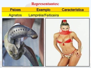 Representantes:
Agnatos
Peixes
Lampréia/
Exemplo Característica
Feiticeira
 