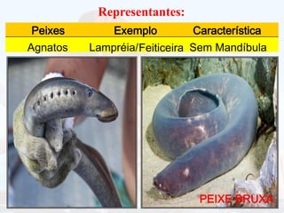 Representantes:
Agnatos
Peixes
Lampréia/
Exemplo
Sem Mandíbula
Característica
Feiticeira
PEIXE BRUXA
 