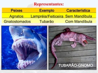 Representantes:
Tubarão Com Mandíbula
Gnatostomados
Agnatos Lampréia/ Sem Mandíbula
Feiticeira
Peixes Exemplo Característica
TUBARÃO-GNOMO
 