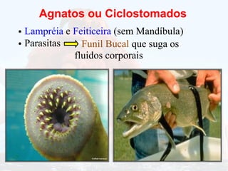 Agnatos ou Ciclostomados
Lampréia e Feiticeira (sem Mandíbula)
•
• Parasitas Funil Bucal que suga os
fluidos corporais
 