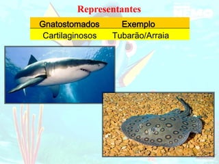 Representantes
Gnatostomados
Tubarão/
Exemplo
Cartilaginosos Arraia
 