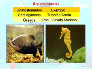 Representantes
Ósseos Pacú/Cavalo Marinho
Tubarão/
Exemplo
Cartilaginosos Arraia
Gnatostomados
 