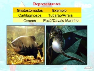 Representantes
Ósseos Pacú/Cavalo Marinho
Tubarão/
Exemplo
Cartilaginosos Arraia
Gnatostomados
 