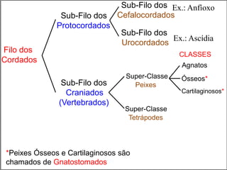 Sub-Filo dos
Cefalocordados
Filo dos
Cordados
Sub-Filo dos
Urocordados
Sub-Filo dos
Craniados
(Vertebrados)
Super-Classe
Peixes
Super-Classe
Tetrápodes
Agnatos
Ósseos*
Cartilaginosos*
CLASSES
Ex.: Anfíoxo
Ex.: Ascídia
*Peixes Ósseos e Cartilaginosos são
chamados de Gnatostomados
Sub-Filo dos
Protocordados
 