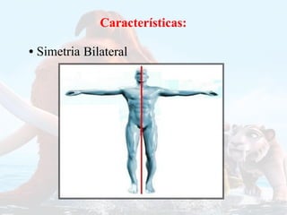 Características:
Características:
• Simetria Bilateral
 