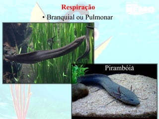 Respiração
Pulmonar
Branquial ou
•
Pirambóia
 