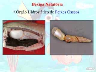 Bexiga Natatória
Órgão Hidrostático de Peixes Ósseos
•
 