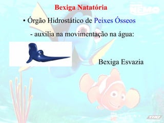 Bexiga Natatória
Órgão Hidrostático de Peixes Ósseos
•
Bexiga Esvazia
- auxilia na movimentação na água:
 