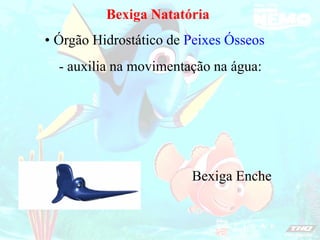 Bexiga Natatória
Bexiga Enche
- auxilia na movimentação na água:
Órgão Hidrostático de Peixes Ósseos
•
 