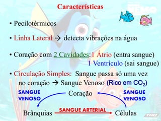 1 Átrio (entra sangue)
1 Ventrículo (sai sangue)
Pecilotérmicos
•
Linha Lateral
•  detecta vibrações na água
Coração com 2 Cavidades:
•
Circulação Simples:
•
Características
Sangue passa só uma vez
no coração (Rico em CO2)
 Sangue Venoso
Brânquias Células
Coração
SANGUE
VENOSO
SANGUE
VENOSO
SANGUE ARTERIAL
 