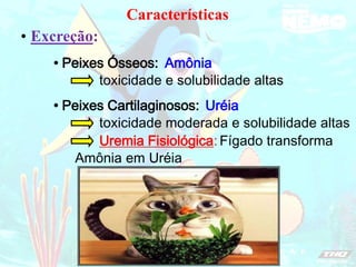 Excreção:
•
Características
• Peixes Ósseos: Amônia
toxicidade e solubilidade altas
• Peixes Cartilaginosos: Uréia
toxicidade moderada e solubilidade altas
Uremia Fisiológica: Fígado transforma
Amônia em Uréia
 
