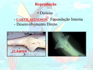 Reprodução
Dióicos
•
- CARTILAGINOSOS: Fecundação Interna
- Desenvolvimento Direto
CLÁSPER
 