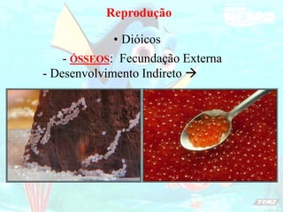 Reprodução
Dióicos
•
- ÓSSEOS: Fecundação Externa
- Desenvolvimento Indireto 
 