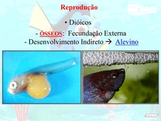 Reprodução
Dióicos
•
- ÓSSEOS: Fecundação Externa
- Desenvolvimento Indireto  Alevino
 
