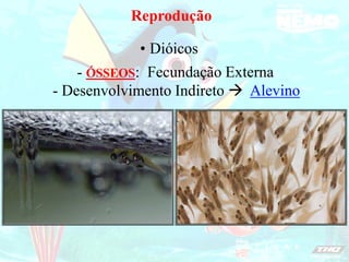 Reprodução
Dióicos
•
- ÓSSEOS: Fecundação Externa
- Desenvolvimento Indireto  Alevino
 