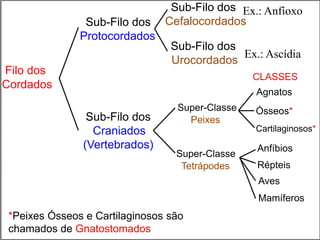 Sub-Filo dos
Cefalocordados
Filo dos
Cordados
Sub-Filo dos
Urocordados
Sub-Filo dos
Craniados
(Vertebrados)
Super-Classe
Peixes
Super-Classe
Tetrápodes
Agnatos
Ósseos*
Cartilaginosos*
Anfíbios
Répteis
Aves
Mamíferos
CLASSES
Ex.: Anfíoxo
Ex.: Ascídia
*Peixes Ósseos e Cartilaginosos são
chamados de Gnatostomados
Sub-Filo dos
Protocordados
 