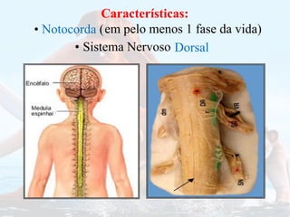 Sistema Nervoso
• Dorsal
Características:
Características:
• Notocorda (em pelo menos 1 fase da vida)
 