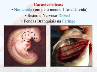 Fendas Branquiais na Faringe
•
Sistema Nervoso
• Dorsal
Características:
Características:
• Notocorda (em pelo menos 1 fase da vida)
 