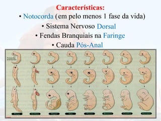 Fendas Branquiais na Faringe
•
Sistema Nervoso
• Dorsal
Características:
Características:
• Notocorda (em pelo menos 1 fase da vida)
Cauda Pós-Anal
•
 