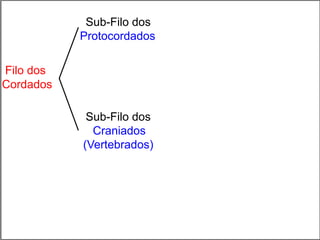 Filo dos
Cordados
Sub-Filo dos
Craniados
(Vertebrados)
Sub-Filo dos
Protocordados
 