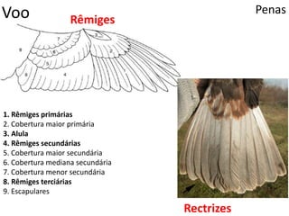 Voo Penas
Rêmiges
Rectrizes
1. Rêmiges primárias
2. Cobertura maior primária
3. Alula
4. Rêmiges secundárias
5. Cobertura maior secundária
6. Cobertura mediana secundária
7. Cobertura menor secundária
8. Rêmiges terciárias
9. Escapulares
 