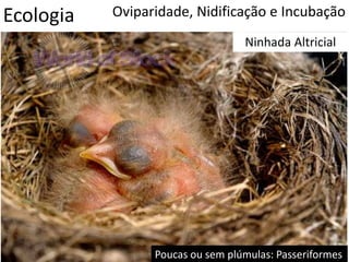 Ecologia Oviparidade, Nidificação e Incubação
Ninhada Altricial
Poucas ou sem plúmulas: Passeriformes
 