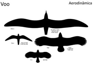 Voo Aerodinâmica
 
