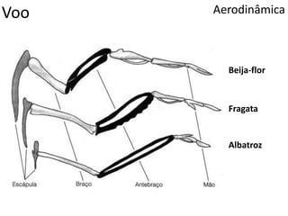 Voo Aerodinâmica
Beija-flor
Fragata
Albatroz
 