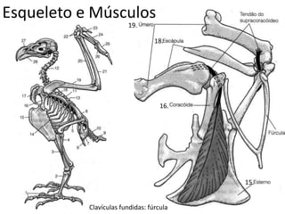 Esqueleto e Músculos
18.
15.
16.
19.
Clavículas fundidas: fúrcula
 