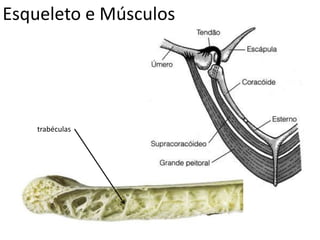 Esqueleto e Músculos
trabéculas
 