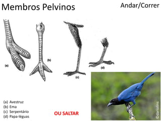 Membros Pelvinos Andar/Correr
(a) Avestruz
(b) Ema
(c) Serpentário
(d) Papa-léguas
OU SALTAR
©dariolins
 