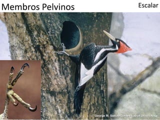 Membros Pelvinos Escalar
 