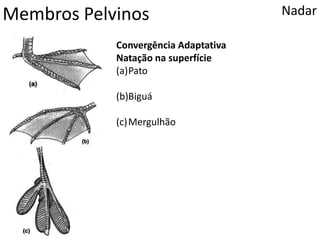 Membros Pelvinos Nadar
Convergência Adaptativa
Natação na superfície
(a)Pato
(b)Biguá
(c)Mergulhão
 