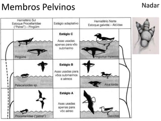 Membros Pelvinos Nadar
 
