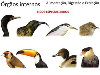 Órgãos internos Alimentação, Digestão e Excreção
BICOS ESPECIALIZADOS
 