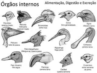 Órgãos internos Alimentação, Digestão e Excreção
 