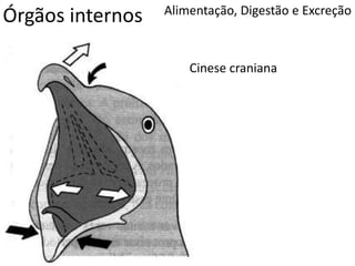 Órgãos internos Alimentação, Digestão e Excreção
Cinese craniana
 
