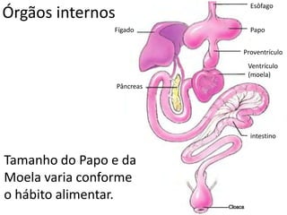 Órgãos internos
Esôfago
Papo
Proventrículo
Ventrículo
(moela)
Fígado
Pâncreas
intestino
Tamanho do Papo e da
Moela varia conforme
o hábito alimentar.
 