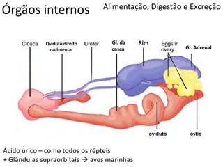 Órgãos internos Alimentação, Digestão e Excreção
Oviduto direito
rudimentar
oviduto óstio
Gl. Adrenal
Ácido úrico – como todos os répteis
+ Glândulas supraorbitais  aves marinhas
RimGl. da
casca
 