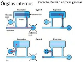 Órgãos internos Coração, Pulmão e trocas gasosas
 