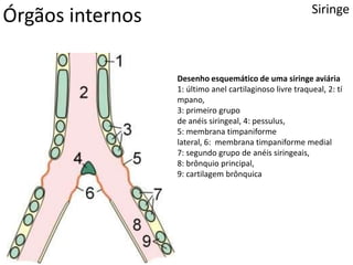 Órgãos internos Siringe
Desenho esquemático de uma siringe aviária
1: último anel cartilaginoso livre traqueal, 2: tí
mpano,
3: primeiro grupo
de anéis siringeal, 4: pessulus,
5: membrana timpaniforme
lateral, 6: membrana timpaniforme medial
7: segundo grupo de anéis siringeais,
8: brônquio principal,
9: cartilagem brônquica
 