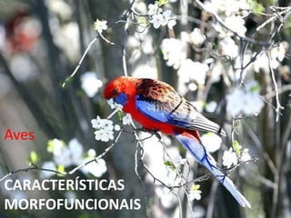 CARACTERÍSTICAS
MORFOFUNCIONAIS
Aves
 