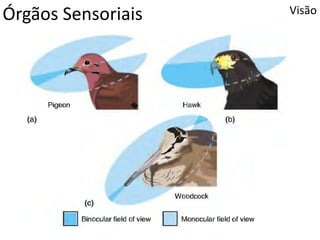 Órgãos Sensoriais Visão
 