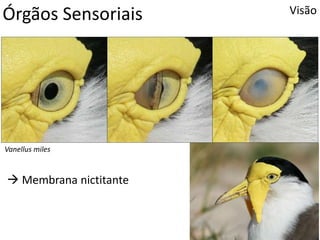 Órgãos Sensoriais Visão
Vanellus miles
 Membrana nictitante
 