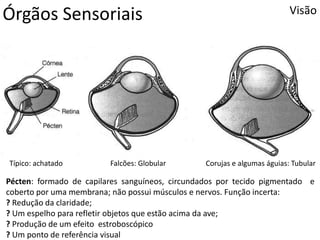 Órgãos Sensoriais Visão
Típico: achatado Falcões: Globular Corujas e algumas águias: Tubular
Pécten: formado de capilares sanguíneos, circundados por tecido pigmentado e
coberto por uma membrana; não possui músculos e nervos. Função incerta:
? Redução da claridade;
? Um espelho para refletir objetos que estão acima da ave;
? Produção de um efeito estroboscópico
? Um ponto de referência visual
 