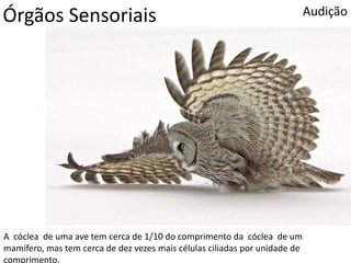 Órgãos Sensoriais Audição
A cóclea de uma ave tem cerca de 1/10 do comprimento da cóclea de um
mamífero, mas tem cerca de dez vezes mais células ciliadas por unidade de
comprimento.
 