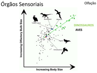 Órgãos Sensoriais Olfação
DINOSSAUROS
AVES
 